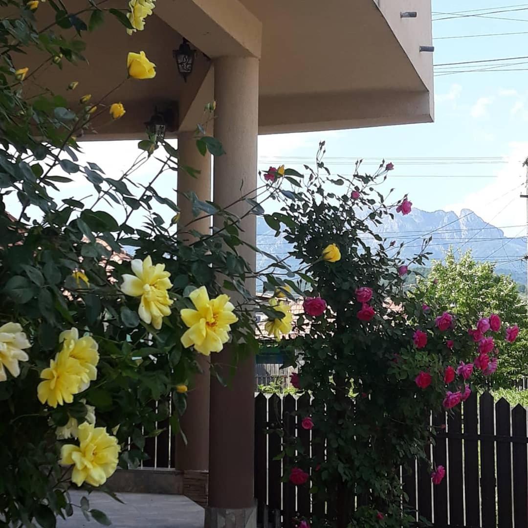 Hotel Casa Delia Călimăneşti Zewnętrze zdjęcie